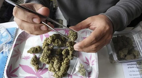 Cannabis