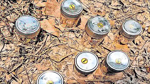 Recovered in Kerala's Kannur