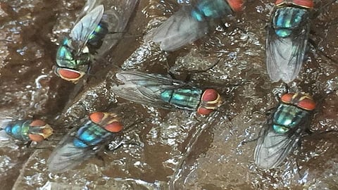 US plans to begin breeding billions of flies to fight pest