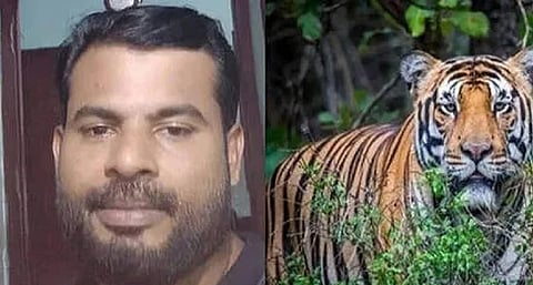 Tiger that killed man in Malappuram caught after 53-day long search