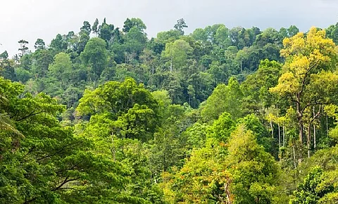 UP to develop forests across state starting from July 18