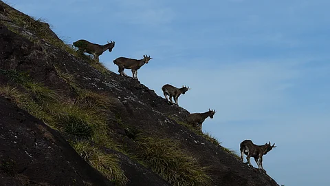 A herd of Nilgiri Tahr from Chokramudi in Munnar