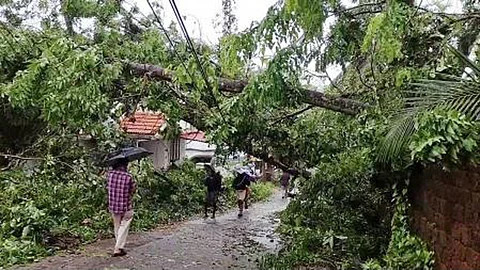 Man killed as uprooted tree falls upon house
