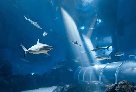 Singapore opens 3 times larger oceanarium at Sentosa island to showcase underwater life
