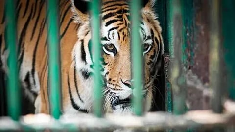 Tiger attacks employee at Thiruvananthapuram zoo