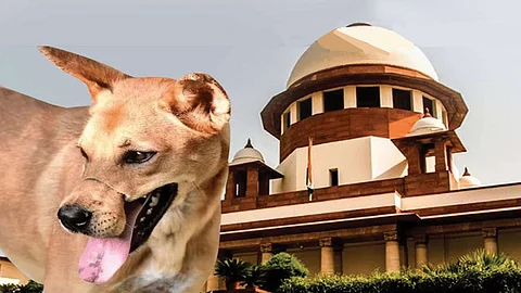 Takes suo motu cognisance of report over dog bites leading to rabies