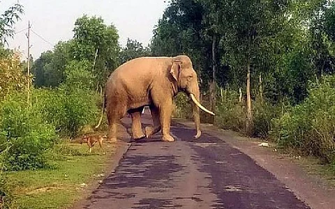 Man killed in wild elephant attack in Kerala