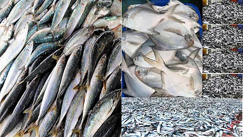 India's marine fish catch dips two per cent in 2024