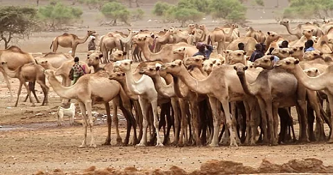 Somalia's camel milk revolution improving nutrition, creating jobs