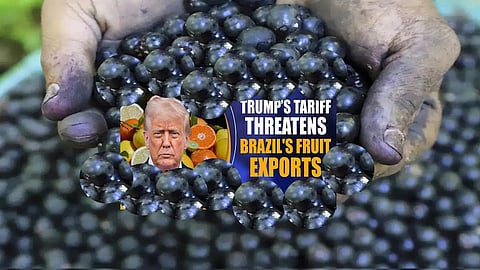 Disaster for Brazil's acai industry, American consumers