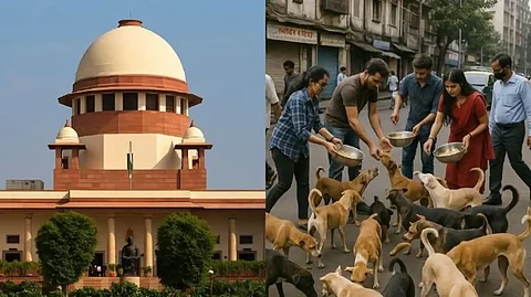 Animal rights groups criticise SC order on removal of stray dogs