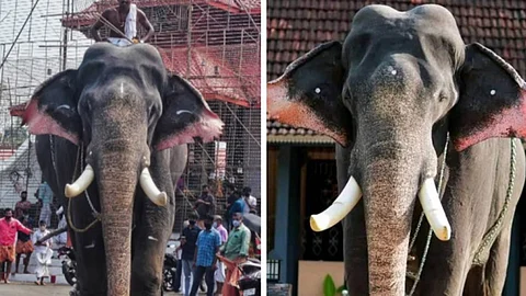 Elephant Erattupetta Ayyappan dies