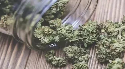 Marijuana worth nearly Rs 25 cr seized at Delhi airport: Customs