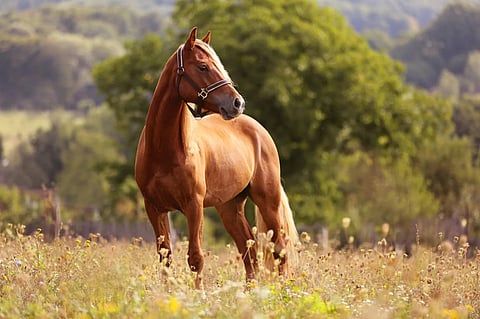 Horse - Representative image