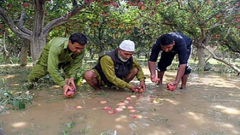 Flash floods ravage paddy, apple crops in south Kashmir