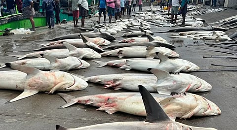 shark fishing