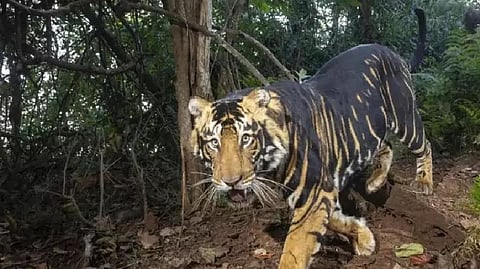 Black tiger