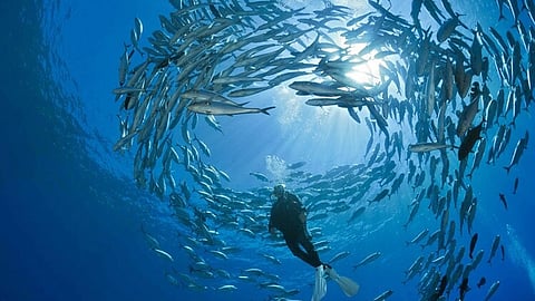 Reveal which species are moving homes due to climate change