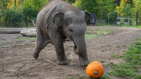 A baby elephant at the Oregon Zoo