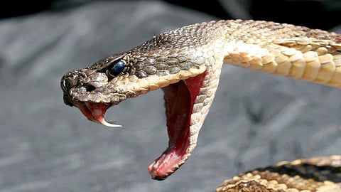 High-tech cameras capture venomous snake bites