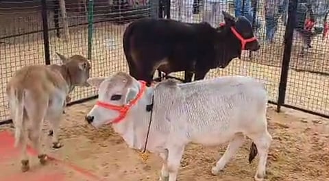 Cattle inside their enclosure, the star attractions of the Pushkar Cattle Fair in Rajasthan in Ajmer district, Tuesday, Oct. 28, 2025.