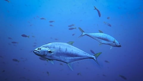 Sea ,Representative image