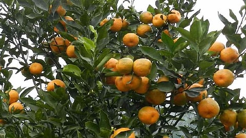 Darjeeling Mandarin Orange gets GI tag