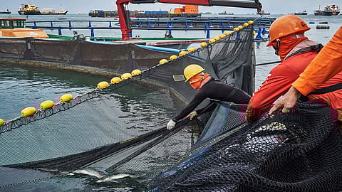 Aquaculture booms in Asia as marine fisheries stall