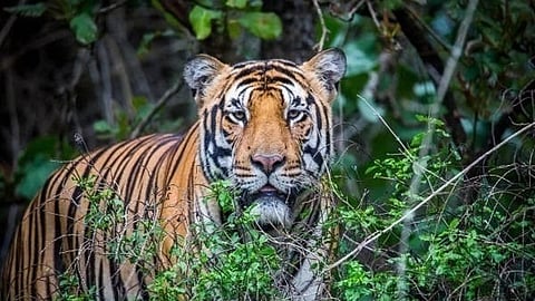 Tribal man killed in tiger attack