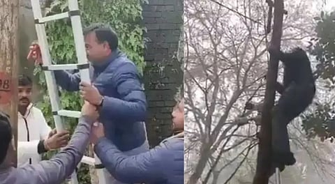 Congress MLA Virendra Jati climbing a pole outside the residence of an official of electricity department.