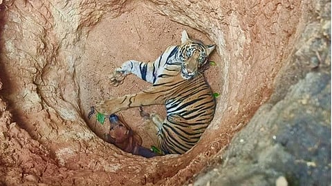 Tiger rescued after 11-hour operation from open well in Kerala