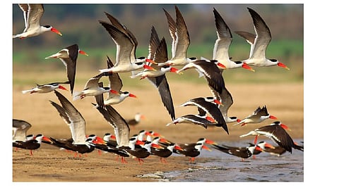 4.21 lakh migratory birds spotted in Odisha's Hirakud reservoir