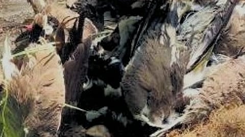 Dead crow- bird flu scare