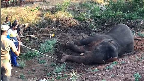 Young male elephant dies after being hit by train in Kerala