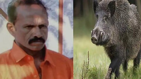 Man killed in wild boar attack in Kerala's Kollam