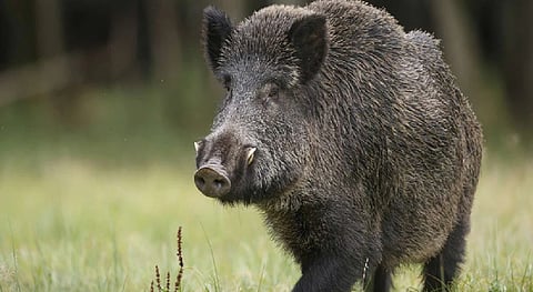 wild boar