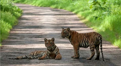 Tigers