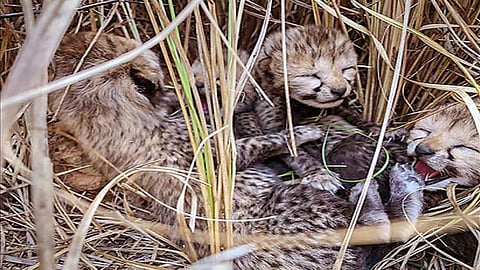 5 cheetah cubs born at Kuno National Park, India's cheetah count rises to 53