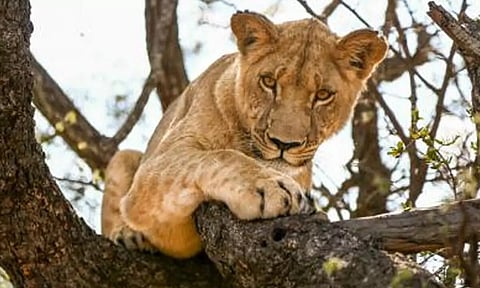 Lioness - Representative image