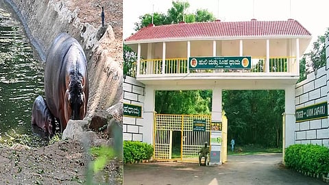 Veterinary doctor killed in hippopotamus attack in Karnataka zoo