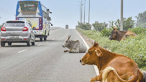 SC seeks response from Centre, others on plea to prevent cattle intrusion on highways