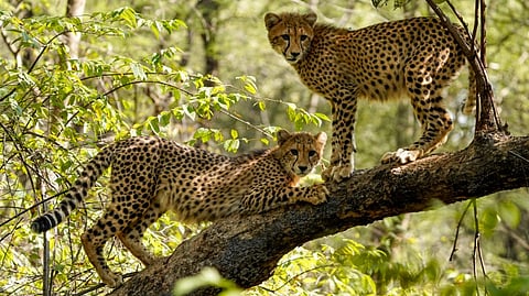 Two cheetahs atop a tree branch at the Kuno National Park, in Sheopur district, Madhya Pradesh.