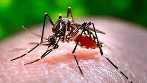 Chikungunya- mosquito borne disease