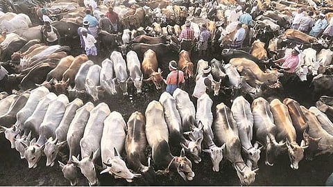 PIL in HC alleges cruelty against bovines in cattle markets in Kerala
