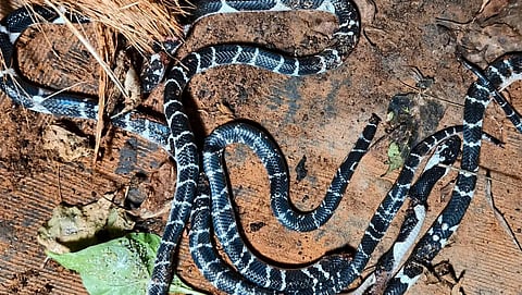 Five venomous snakes found inside house in Kozhikode; search underway