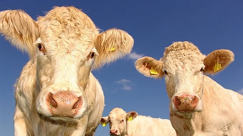 Desde 2014, Reino Unido ha tenido cinco casos confirmados de las “vacas locas”