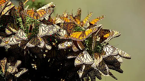 Se tendrá una alianza de tres años con la empresa Air Wick para recuperar la población de la mariposa Monarca