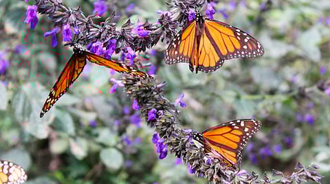 El Festival Internacional de la Mariposa Monarca se realizará del 12 al 14 de noviembre