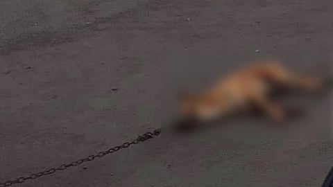 En las imágenes difundidas se muestra al animal con graves heridas en su cuerpo