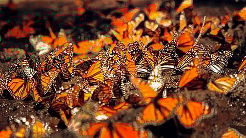 Nombraron a Karolina Vidales, Miss México, como la embajadora de la Monarca